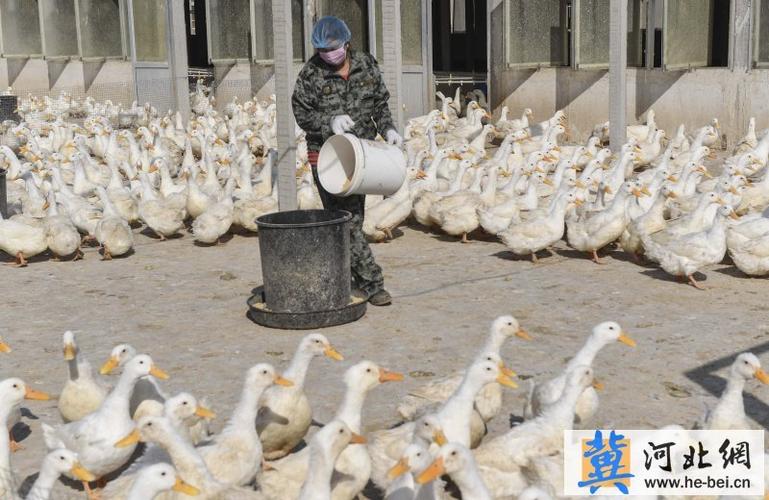 鸭业有限责任公司的养殖工人在雏鸭孵化基地分拣刚刚破壳而出的小鸭子